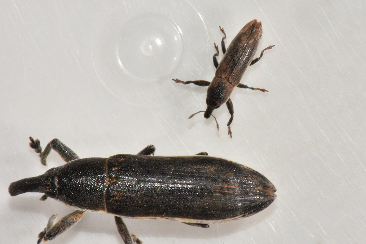 Curculionidae: Lixus scabricollis?  S !